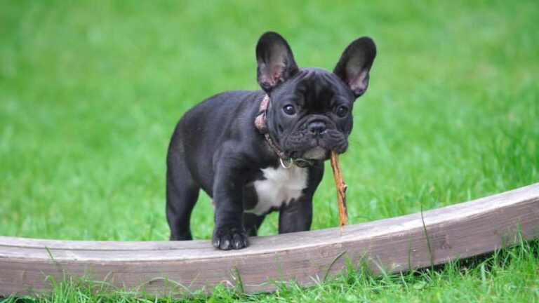 The 5 Smart Collar Technologies That Will Change the Way We Live