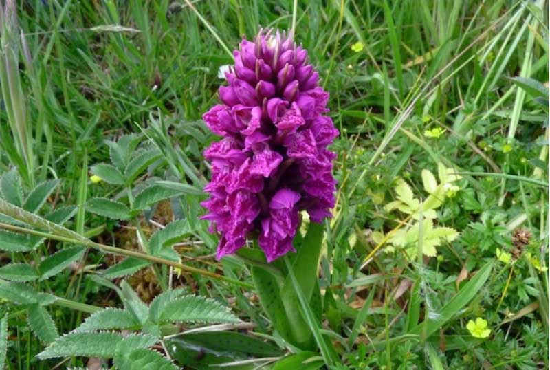 National Flowers of Different Countries Worldwide