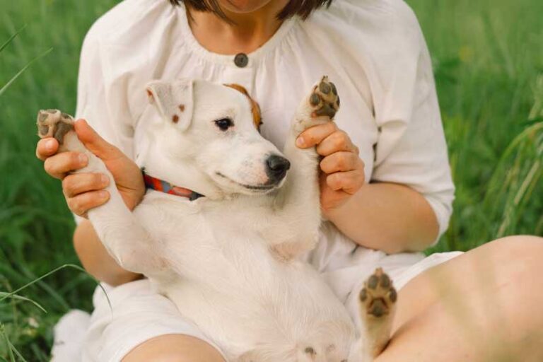 6 Ways In Which CBD Oil Can Help Dogs