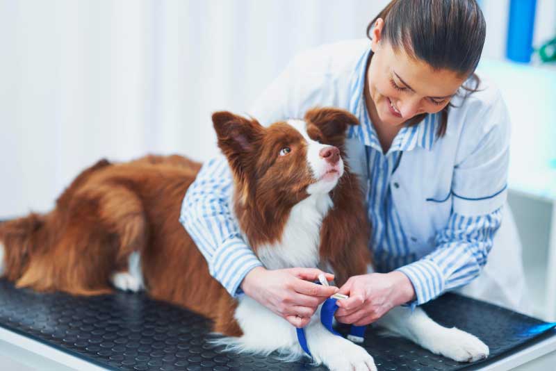10 Benefits of Regular Vet Check-Ups for Your Pet's Health