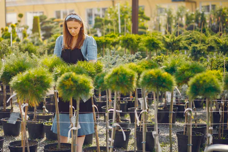 How to Grow Autoflowering Feminized Seeds: A Comprehensive Guide