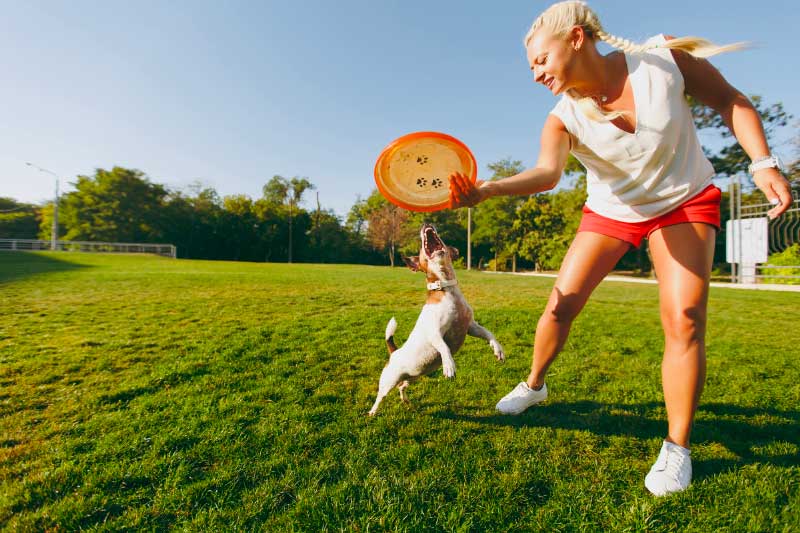 The Role of Training in Pet Well-Being