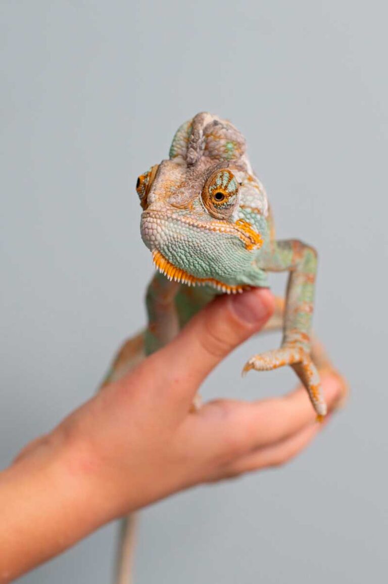 4 Things to Know Before Keeping Reptiles as Pets