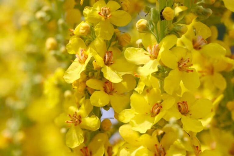Exploring the Multifaceted Health Benefits of Mullein Supplements