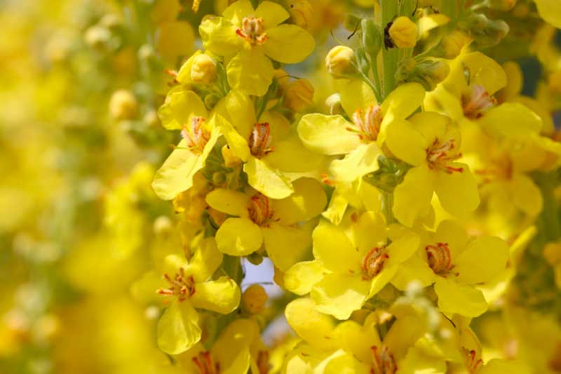 Exploring the Multifaceted Health Benefits of Mullein Supplements