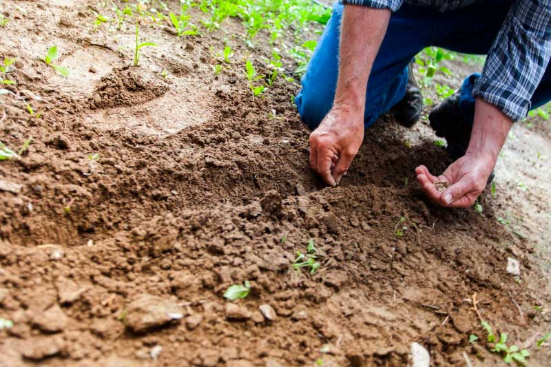 Gardening Mistakes Most People Make and How to Avoid Them