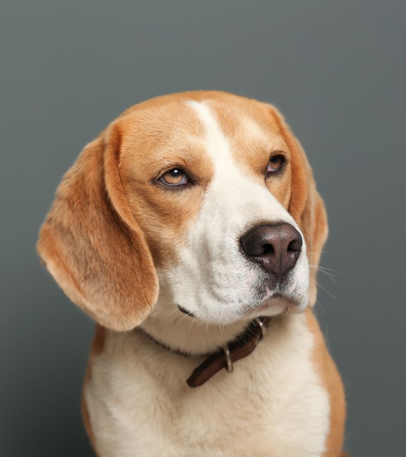 The Advantages and Disadvantages of Dog Ownership