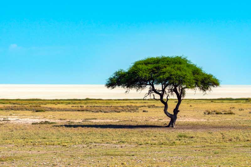 What Does an Acacia Tree Look Like?
