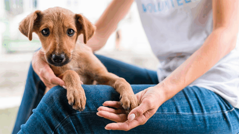 Understanding Elbow Hygromas in Dogs: Symptoms, Causes, and Treatment