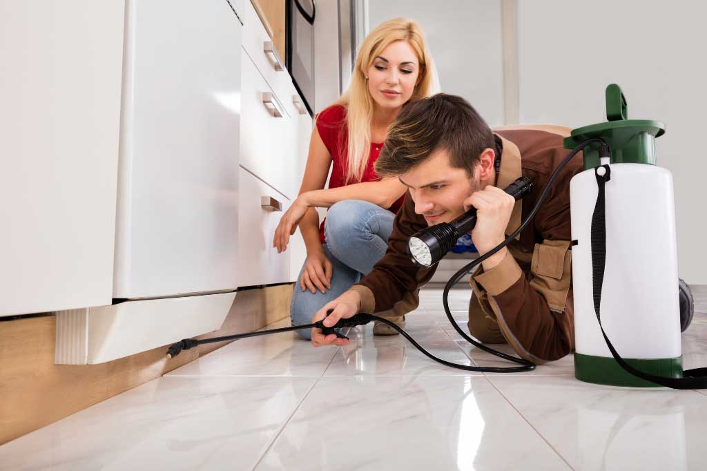 Effective Termite Control Strategies to Minimize Property Damage