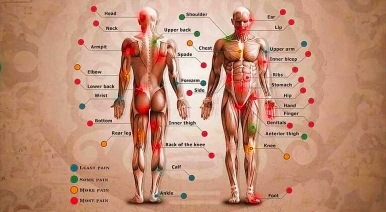 Ultimate Guide to Tattoo Pain Chart: Accuracy, Body Parts, Pain Levels