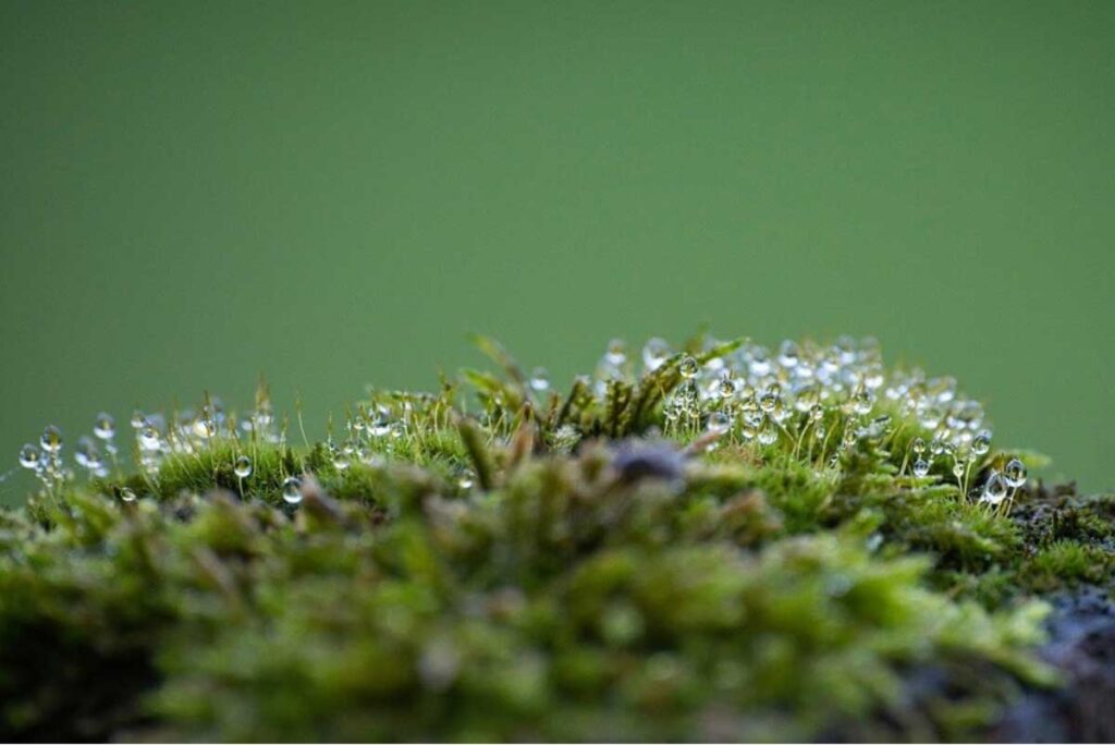 Earthy Moss Agate Gemstone Bliss on a Ring
