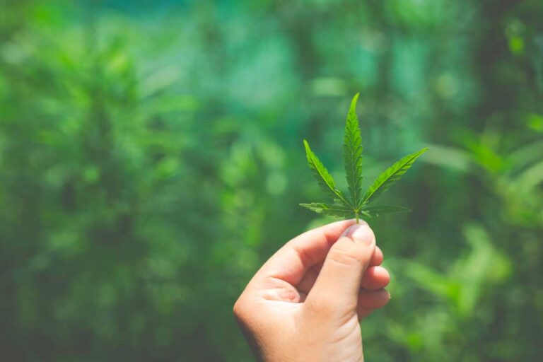 The Pros and Cons of Growing Your Own Cannabis The Pros and Cons of Growing Your Own Cannabis