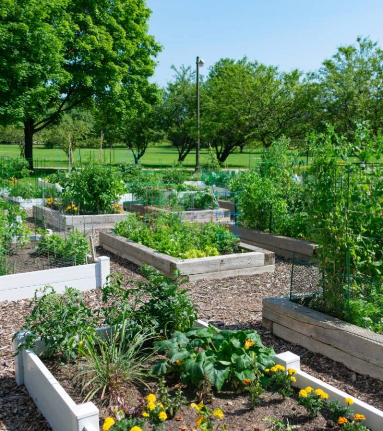 A community garden with several plant boxes growing different crops. Tall trees and grass surround the garden.