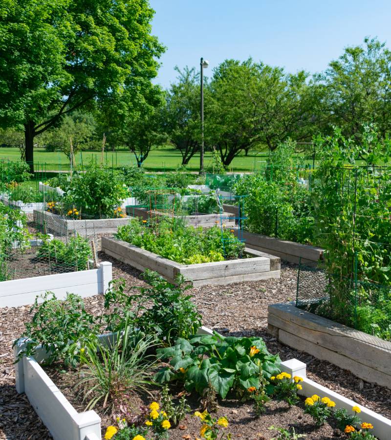 A community garden with several plant boxes growing different crops. Tall trees and grass surround the garden.