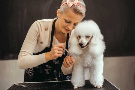 Mobile Pet Grooming Services