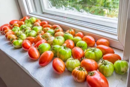 Ripening tomatoes on a windowsill, angled view