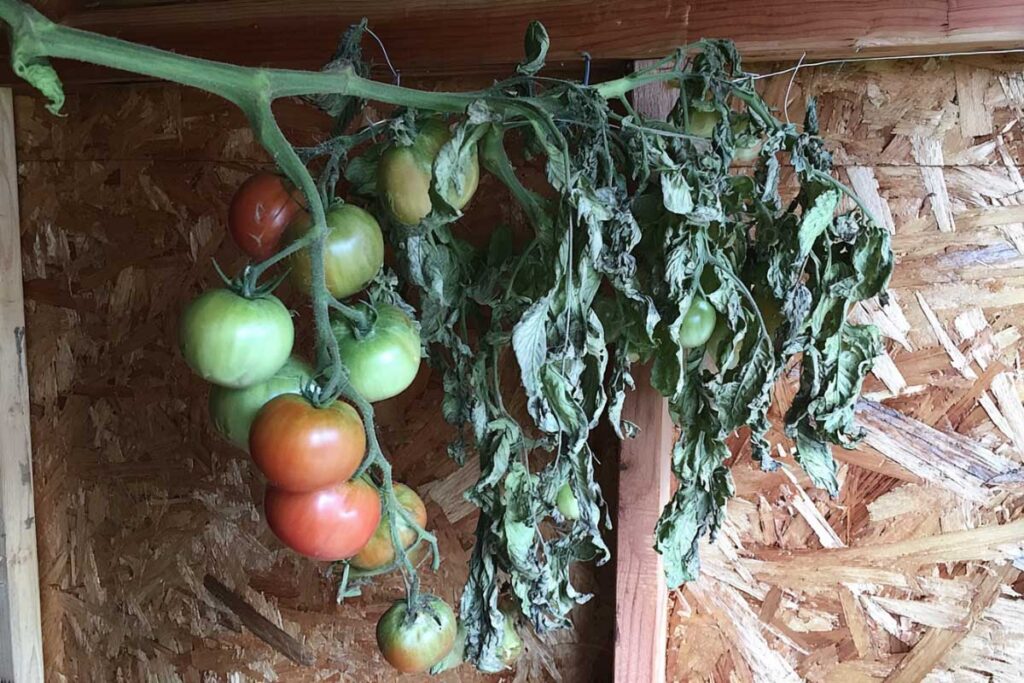 an entire tomato plant hanging upside-down