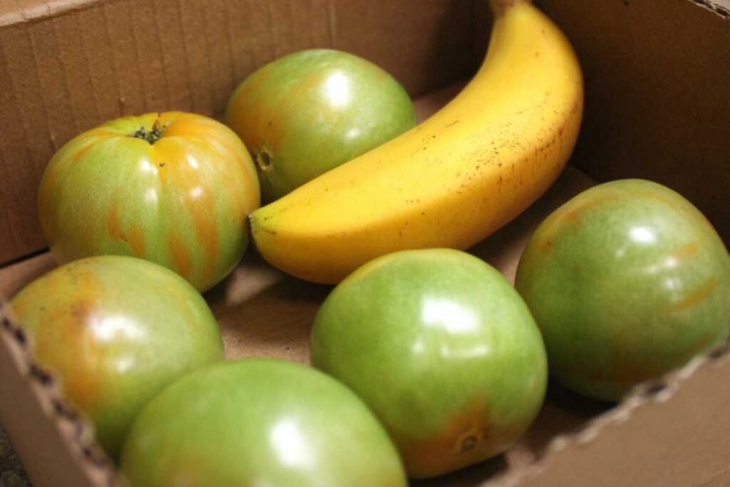 six firm green tomatoes circling a yellow banana in a brown cardboard box