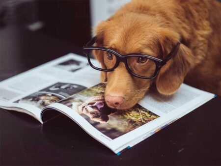 Cleaning Tips for Long-Haired Dog Owners